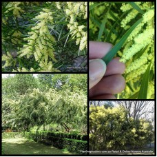 Acacia Gossamer Wattle x 1 Plants White Sally Sallow Australian Native Trees Shrubs Hardy Drought Frost Tough Cream Yellow Flowers Hedge floribunda